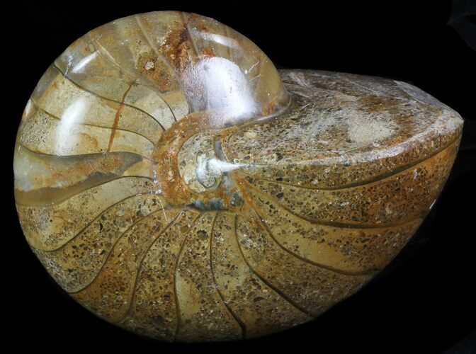 Polished Nautilus Fossil - Madagascar #67921
